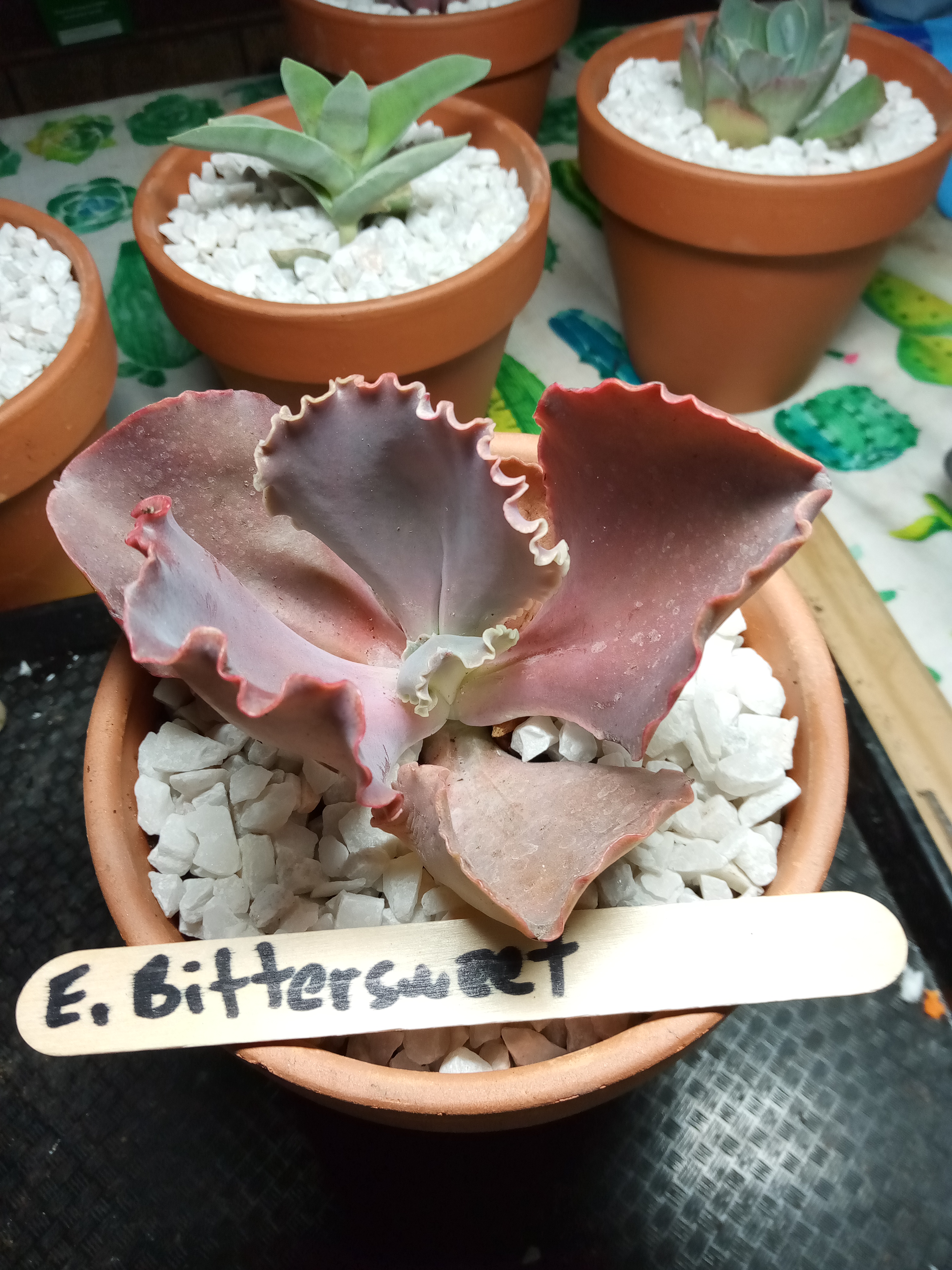 Echeveria Bittersweet.jpg